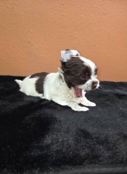 Yorkshire Terrier Dogs Available for Sale - Parti Yorkie Boy | PetCurious