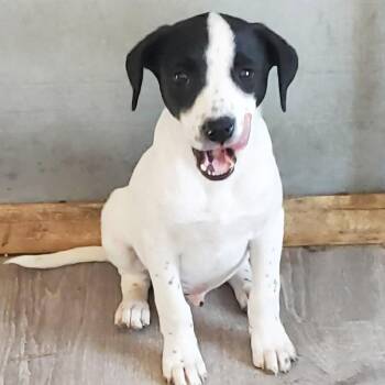 Scoop -  Hound Dog for Adoption in Albany, New York - Scoop | PetCurious