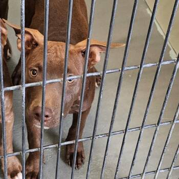 Rescue Terrier Dogs for Adoption in Montgomery, Alabama - Vi Vi | PetCurious