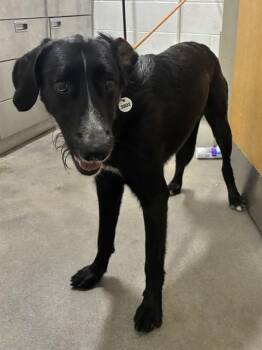 CLEVE -  Labrador Retriever Dog for Adoption - CLEVE | PetCurious