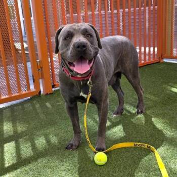 EEOYORE -  Cane Corso Dog for Adoption in Las Vegas, Nevada - EEOYORE | PetCurious