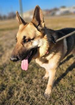 German Shepherd Dog Dogs Available for Adoption - Buster | PetCurious