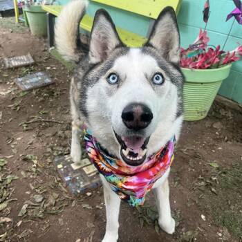 Rescue Siberian Husky Dogs for Adoption in Austin, Texas - Chester | PetCurious