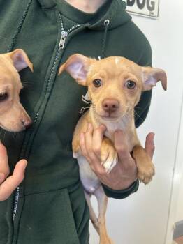 Chihuahua and Terrier Dogs Available for Adoption in Ontario, California - Juan | PetCurious