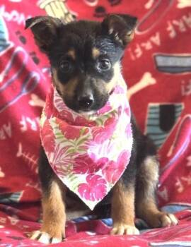 German Shepherd Dog and Mixed Breed Dogs Available for Adoption in Morristown, New Jersey - Purple | PetCurious