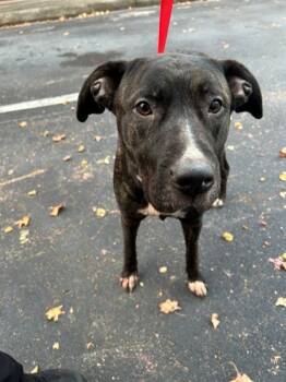 Rescue Boxer and Mixed Breed Dogs for Adoption in Savannah, Georgia - Siren | PetCurious