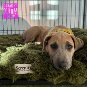 Hensley -  Pit Bull Terrier and Bloodhound Dog for Adoption in Vancouver, British Columbia - Hensley | PetCurious