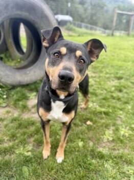 Mixed Breed Dogs Available for Adoption in Roseburg, Oregon - Breadstick  | PetCurious