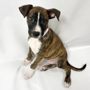 992 (2026) Memphis -  Belgian Shepherd Malinois and Mixed Breed Dog for Adoption in Parker, Colorado - 992 (2026) Memphis | PetCurious
