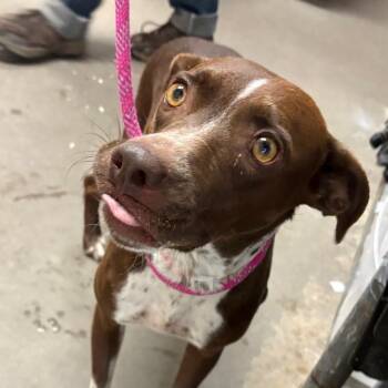 Zest -  Pit Bull Terrier Dog for Adoption in Yuma, Arizona - Zest | PetCurious