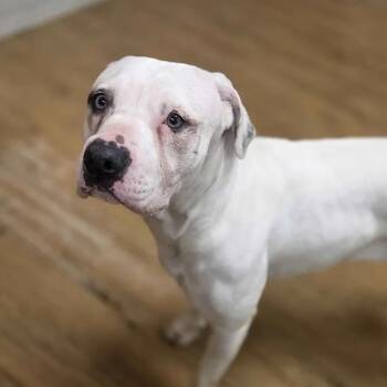 Rescue Pit Bull Terrier Dogs for Adoption in Madison, Mississippi - Angel | PetCurious