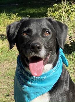 Rescue Black Labrador Retriever and Labrador Retriever Dogs for Adoption - Kenny | PetCurious