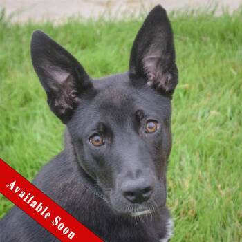 Zaya -  German Shepherd Dog and Australian Kelpie Dog for Adoption in Huntley, Illinois - Zaya | PetCurious