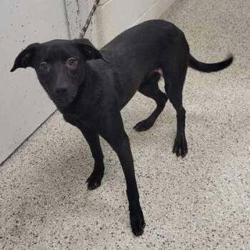 Guppy -  Mixed Breed Dog for Adoption in Kansas City, Missouri - Guppy | PetCurious
