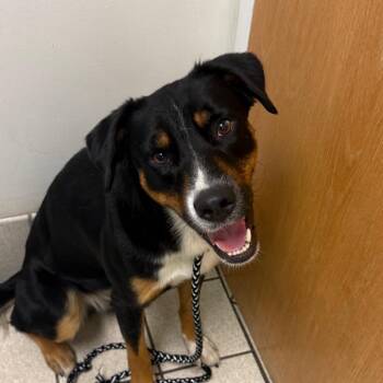 Bunky -  Mixed Breed Dog for Adoption in Charleston, West Virginia - Bunky | PetCurious