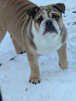 English Bulldog Dogs Available for Adoption - LUDO!  | PetCurious