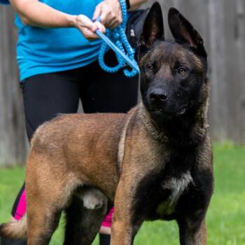 Cheese -  Belgian Shepherd Malinois Dog for Adoption in Chester Springs, Pennsylvania - Cheese | PetCurious