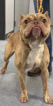 Toad -  Bulldog Dog for Adoption in Broken Arrow, Oklahoma - Toad | PetCurious