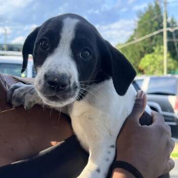 Alleghany Puppy 2 -  Mixed Breed Dog for Adoption - Alleghany Puppy 2 | PetCurious