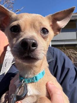 Chihuahua and Mixed Breed Dogs Available for Adoption - Bandit | PetCurious