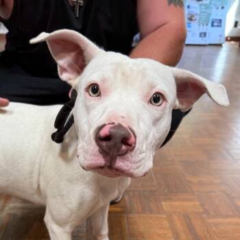 Opal -  Pit Bull Terrier Dog for Adoption in Goleta, California - Opal | PetCurious