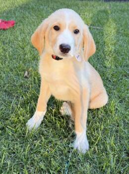 Frida Lonestar -  Great Pyrenees Dog for Adoption in Rockaway, New Jersey - Frida Lonestar | PetCurious