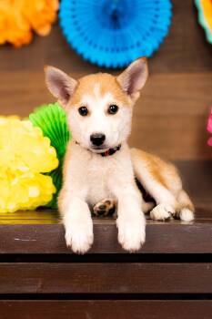 808-26 -  Husky Dog for Adoption in Brighton, Colorado - 808-26 | PetCurious