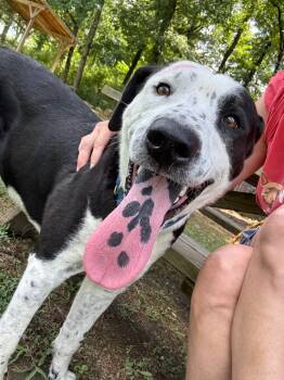Rescue Pointer and Labrador Retriever Dogs for Adoption in Little Rock, Arkansas - George | PetCurious