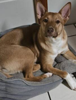 Rescue Mixed Breed Dogs for Adoption in Vassalboro, Maine - Maddie | PetCurious