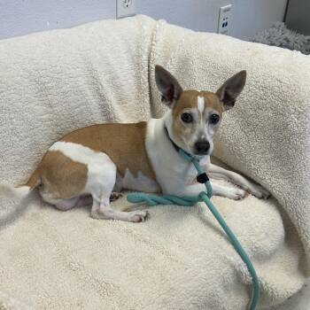 Rat Terrier and Mixed Breed Dogs Available for Adoption in San Mateo, California - Alvin | PetCurious
