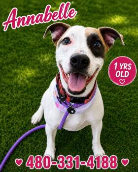 Annabelle (Courtesy post) -  Pit Bull Terrier Dog for Adoption in Phoenix, Arizona - Annabelle (Courtesy Post) | PetCurious