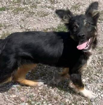 Jesse -  Shepherd Dog for Adoption in Polson, Montana - Jesse | PetCurious