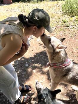 Rescue Husky Dogs for Adoption in Olympia, Washington - Neiko | PetCurious
