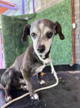 Chihuahua and Mixed Breed Dogs Available for Adoption - 60537975 | PetCurious