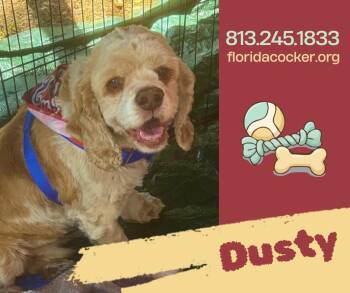 Cocker Spaniel Dogs Available for Adoption - Dusty | PetCurious