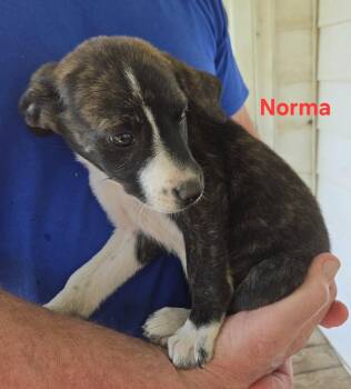 Australian Shepherd and Great Pyrenees Dogs Available for Adoption in Irving, Texas - Norma | PetCurious
