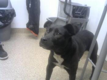 Labrador Retriever and Mixed Breed Dogs Available for Adoption - STAR | PetCurious