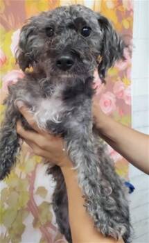 JUSTICE -  Terrier Dog for Adoption in San Bernardino, California - JUSTICE | PetCurious