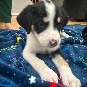Spark Plug -  Mixed Breed Dog for Adoption in Fredericksburg, Virginia - Spark Plug | PetCurious