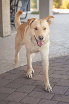 Rescue Labrador Retriever Dogs for Adoption in Scottsdale, Arizona - ZIGGY | PetCurious