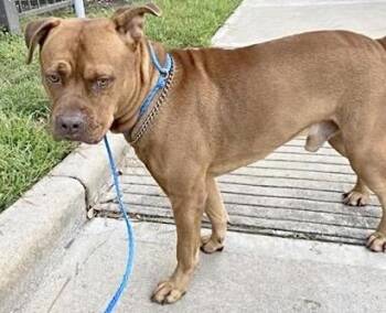 A659227 -  Pit Bull Terrier Dog for Adoption in Houston, Texas - A659227 | PetCurious