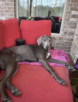 Indu Galaxy -  Weimaraner Dog for Adoption in Boston, Massachusetts - Indu Galaxy | PetCurious
