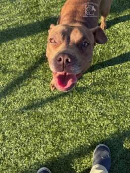 Rescue Mixed Breed Dogs for Adoption in Kenansville, North Carolina - SUMMER | PetCurious