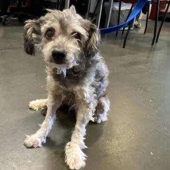Geralt -  Terrier Dog for Adoption in Ramona, California - Geralt | PetCurious