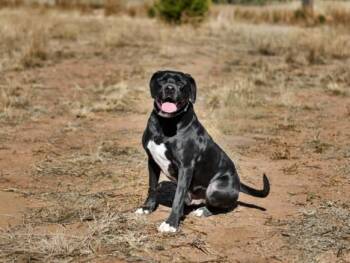 TUX -  Mixed Breed Dog for Adoption in Santa Fe, New Mexico - TUX | PetCurious