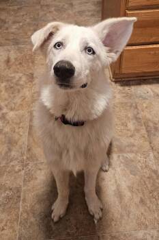 Alice -  Husky Dog for Adoption in Mount Vernon, Washington - Alice | PetCurious