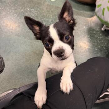 Dolly -  Boston Terrier Dog for Adoption in Chico, California - Dolly | PetCurious