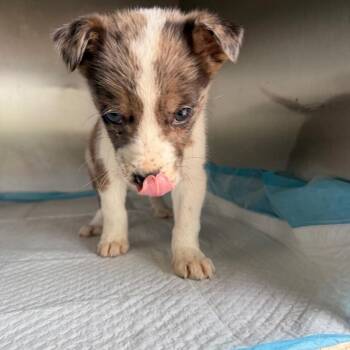 Rosie -  Catahoula Leopard Dog Dog for Adoption in Hohenwald, Tennessee - Rosie | PetCurious
