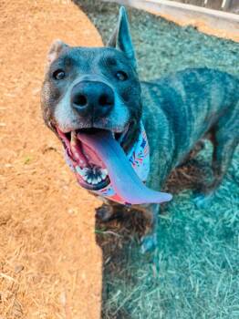 Rescue Catahoula Leopard Dog and Labrador Retriever Dogs for Adoption in Houston, Texas - Amber | PetCurious