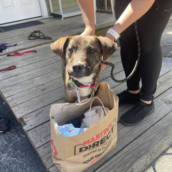 Mountain Cur Dogs Available for Adoption in Columbia, Maryland - Mirabel | PetCurious